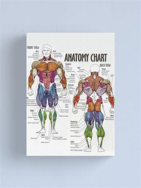 Anatomy Chart Muscle Diagram Canvas Print By Superfitstuff Redbubble
