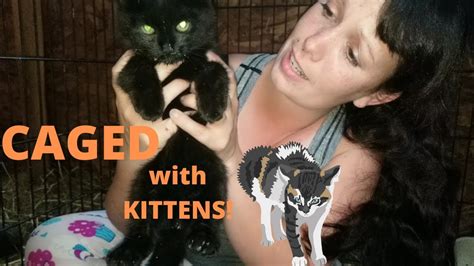 Caged With Kittens The First Feral Kitten Taming Project Update Youtube