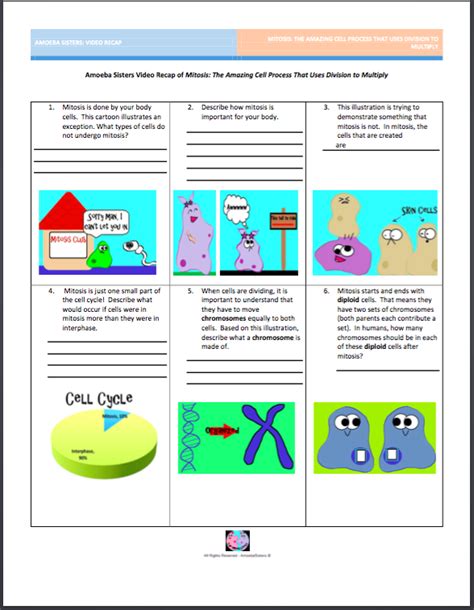 Check the magnify box and move the cursor over the cells. Worksheet Amoeba Sisters Video Recap Of Meiosis Answers ...