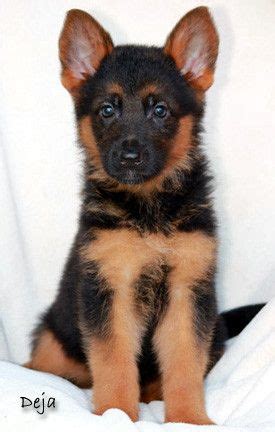 Nadelhaus breeds and sells german shepherd puppies in northern california. All Black German Shepherd Puppies For Sale In California