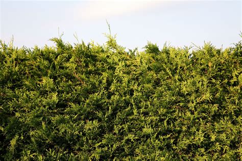 How To Revive A Dying Cedar Hedge Hunker Cedar Hedge Hedges Cedar