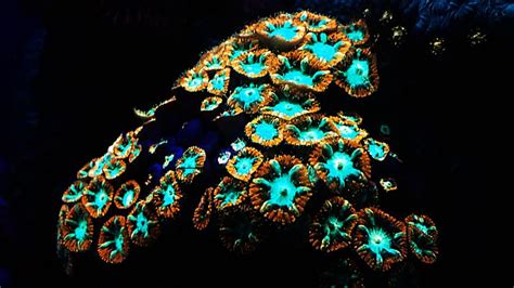 Bbc Earth The Corals That Glow