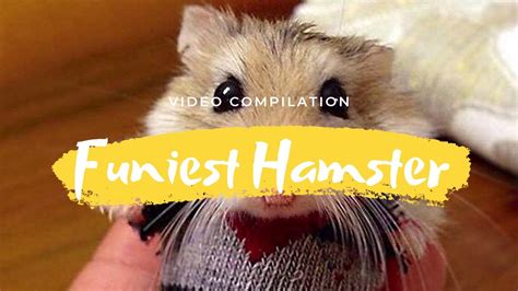 Cute Hamster Videos Hamster Running On Wheel Too Fast Youtube
