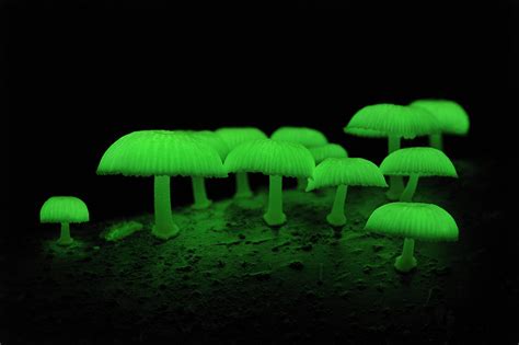 Some Mushrooms Glow In The Dark