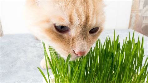How do i make him stop? Why Do Cats Eat Grass? Scientists Might Have Figured It ...