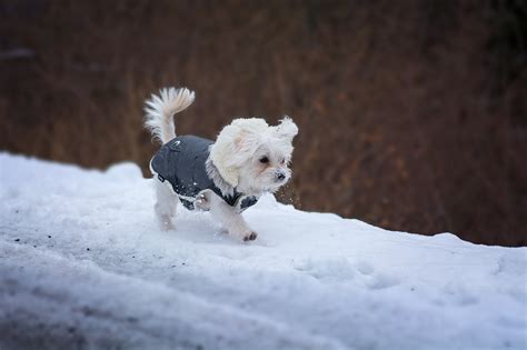 Free Images Snow Winter White Puppy Animal Cute Pet Weather