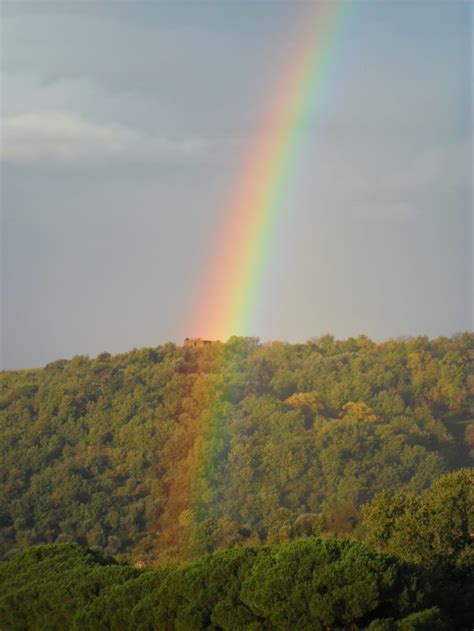 Rainbow On Forest Free Image Peakpx