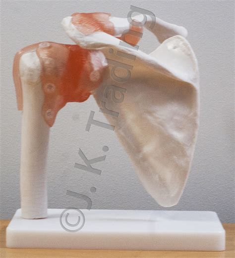 Human Shoulder Joint Anatomy Model with Ligaments