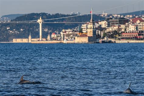When did lockdown 3 start in 2021? Coronavirus: Istanbul revels at return of dolphins to city ...