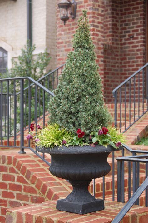 43 Best Dwarf Evergreens For Containers As A Topiary Ideas Evergreen
