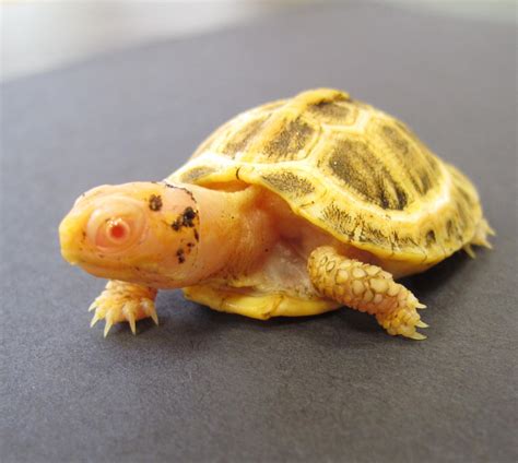 Baby Albino Box Turtle Raww