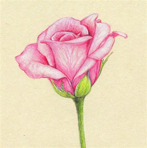 35 beautiful flower drawings and realistic color pencil drawings beautiful flower drawings