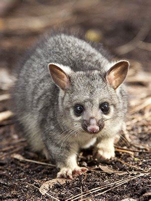 Your initial instinct may be to address this emerging pest problem by possums are known to be highly territorial. Jim's Termite & Pest Control - House Pests in Australia