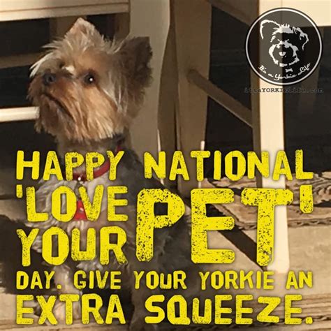 Happy National Love Your Pet Day Give Your Yorkie An Extra Squeeze