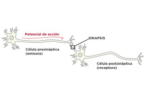 Cómo Se Comunican Las Neuronas Sinapsis Neurodoza