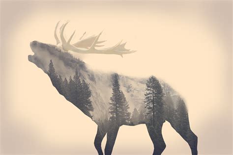 Wallpaper Forest Deer Animals Minimalism Sky Long Exposure