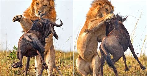 Gone In 60 Seconds Dramatic Images Show Lion Killing Wildebeest In
