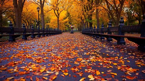 1920x1080 1920x1080 Alley Leaves Branch Park Autumn Blur