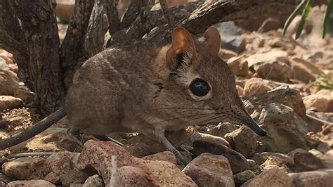 The Tiny Elephant Shrew Spotted Alive For The First Time In 50 Years
