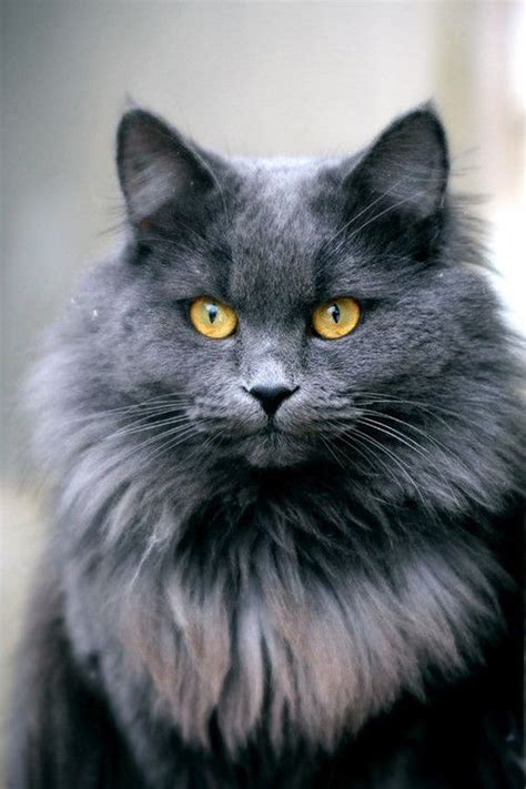 Grey Cat Breeds With Yellow Eyes Pets Lovers