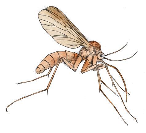 Mosquito Clip Art Free Clipart Images Wikiclipart