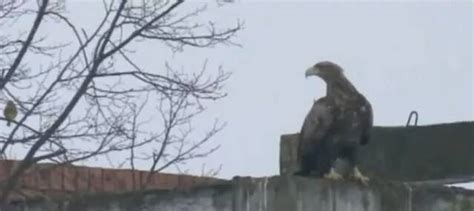 Nature and all living near the chernobyl npp under the influence of radiation mutates. Radioactive animals that were affected by what happened in Chernobyl - Mundo Seriex