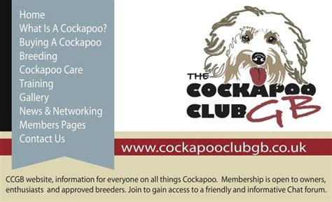 All You Need To Know About Cockapoo Cockapoo Breeders Friendly