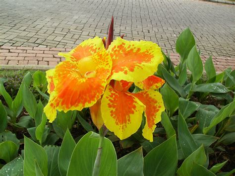 Red, blue and yellow, below are their locations. orange - yellow | Flowers, Garden, Plants