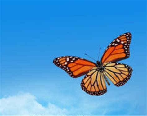 Beautify your photos with our best online picture editor specifically to beautify your photos Meme Generator Is This A Butterfly - Malia Lozano