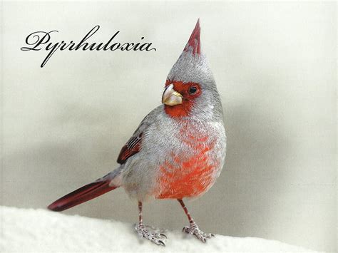 Free Download Pyrrhuloxia Bird 1 Pyrrhuloxia Graphy Red And Grey