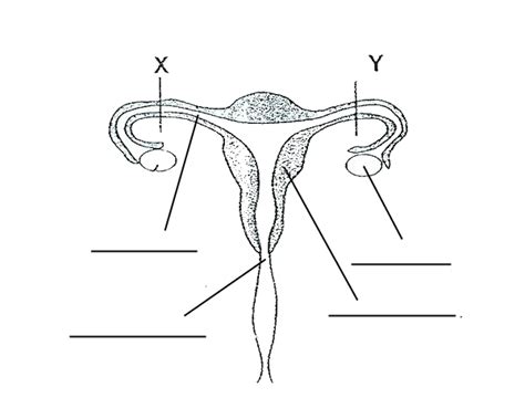 And the female reproductive system which functions to produce egg cells, and to protect and nourish the fetus until birth. 30 Blank Female Reproductive System Diagram - Wiring Database 2020