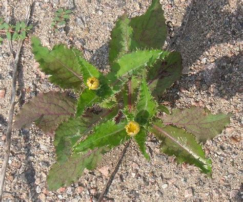 Sow Thistle Sonchus Spp Edible And Medicinal Uses Of The Rabbit Food