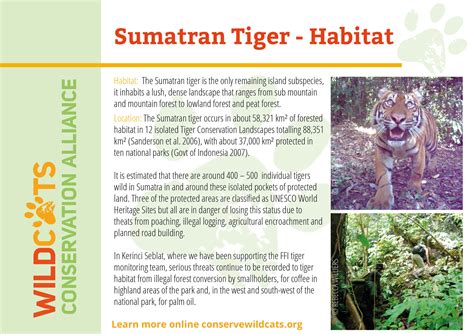 Sumatran Tiger Facts Wildcats Conservation Alliance