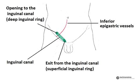 Femoral artery begins at mid inguinal point ) ( inguinal ligament or pouparts ligament develops from eo aponeurosis ). The Inguinal Canal - Boundaries - Contents - TeachMeAnatomy