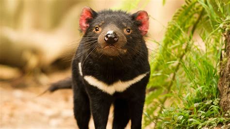 Un demonio de tasmania supera en tamaño a cualquier marsupial carnívoro, ya que mide 30 centímetros de altura. DEMONIO DE TASMANIA: Características, Alimentación ...