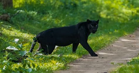 A Travelers Guide To The Galaxy Mysterious Black Panther Sightings