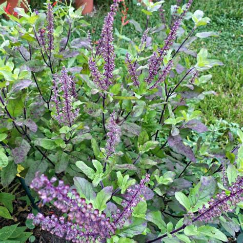 Krishna Tulsi Tulsi Black Plant Buy Tulsi Plant Online Lilplants