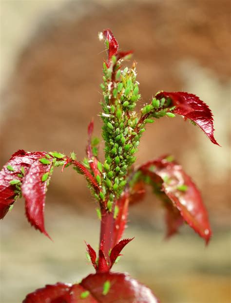 Maliner kren is a bohemian type from which obtaining adequate quantities of quality planting stock of the right variety is a major concern in horseradish production! Aphids are common pests found on plants and flowers in our ...