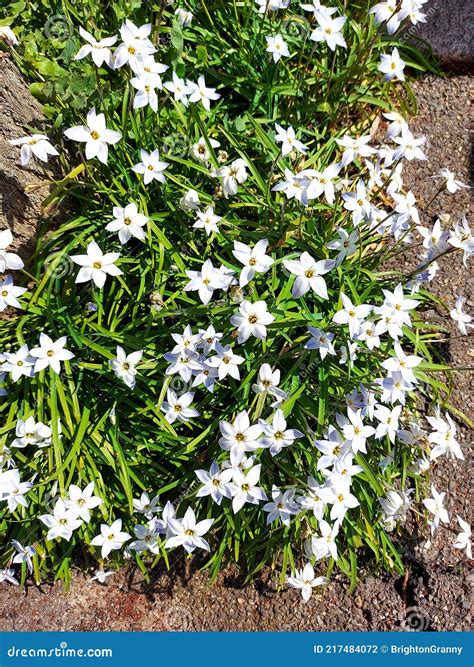 White Star Shaped Flowers In Bloom Stock Photo Image Of Outdoors
