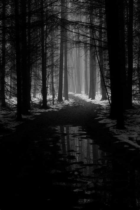 Enchanting Black And White Landscape Nature Photography Dark Forest