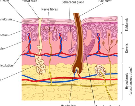 Skin Structure Diagram Labeled