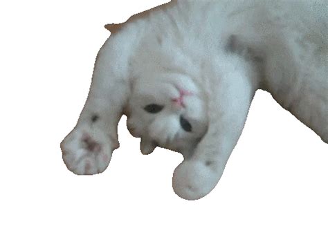 Enjoy the lowest prices and best selection of tambourines at guitar center. Cat GIFs - Get the best GIF on GIPHY