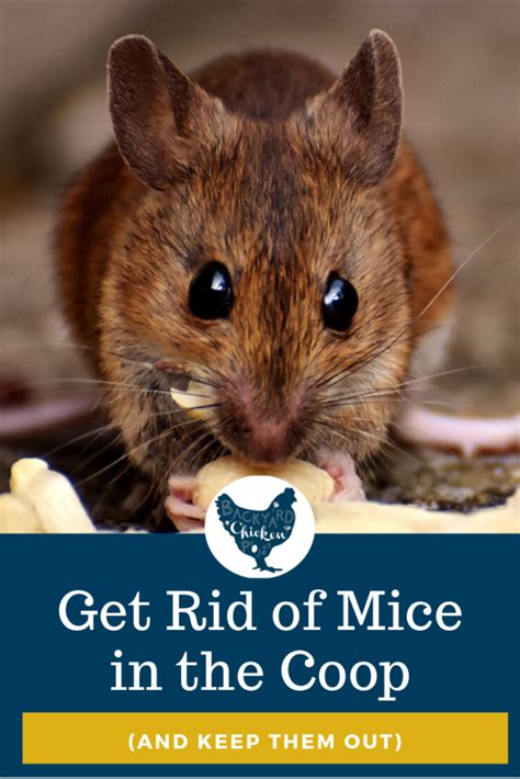 While foxes do hunt at night most of the time, they will hunt during the day time. How to Get Rid of Mice in the Chicken Coop | Getting rid ...