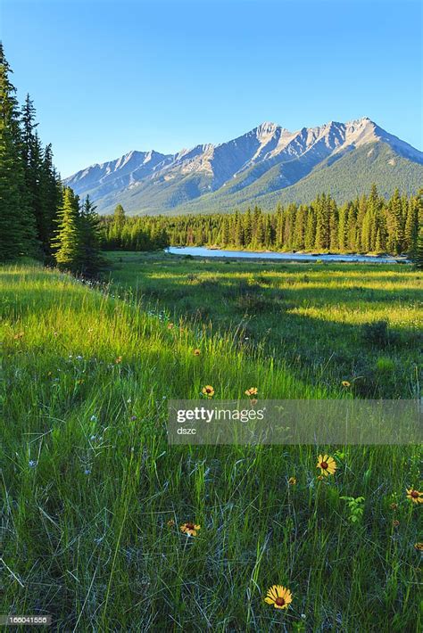 Meadow Wildflowers River Forest Mountain Clear Blue Sky Canada Rockies
