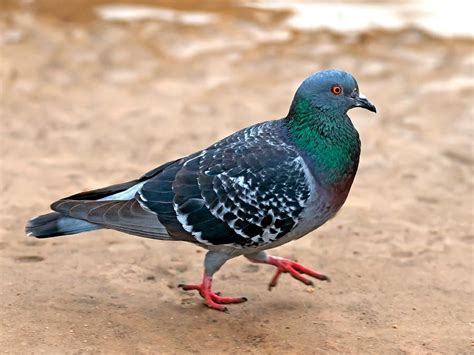 Pigeons Fact Or Fiction Britannica
