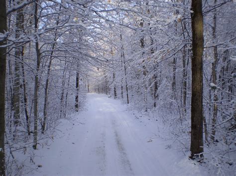 Free Images Tree Forest Path Branch Wood Trail Frost Wild