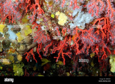 Sea Life In The Mediterranean Sea Branches Of Red Coral Stock Photo Alamy