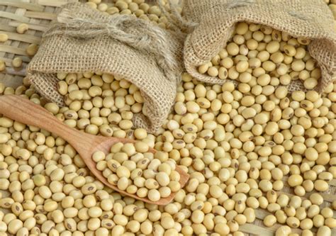 Bahan yang diperlukan untuk bisa membuat pupuk ini bahan organik. Enak dimakan Mentah, Keunggulan dan Harga Tempe Organik ...