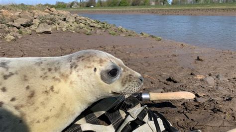 Four Seal Pups Found Released Back To The Wild In Lincolnshire Itv