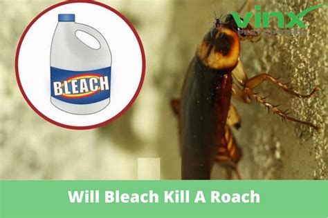Will Bleach Kill A Roach Vinx Pest Control